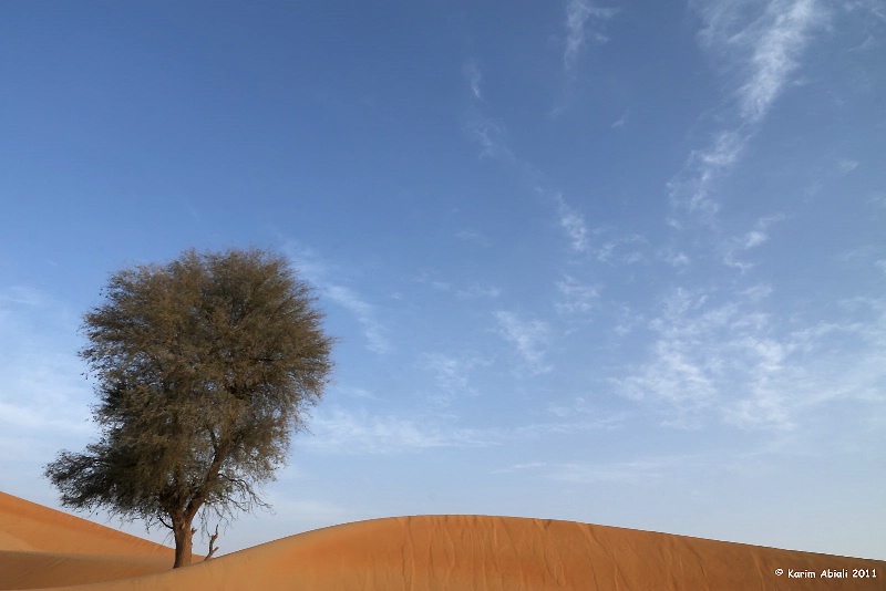 Tree In The Liwa Desert