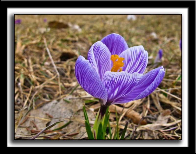First Crocus of the Year