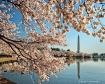 Cherry Blossoms a...