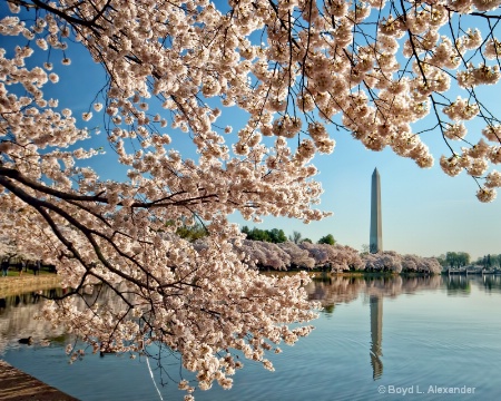 Cherry Blossoms around the Washington Monument