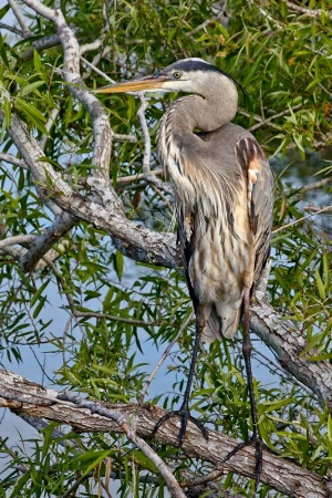 Great Blue Heron