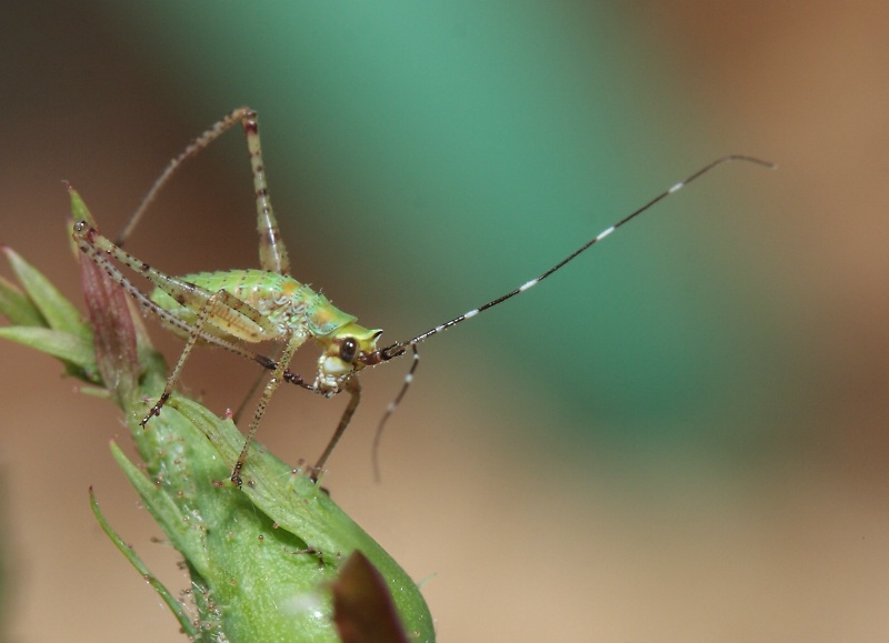 Speckled Bush-Cricket