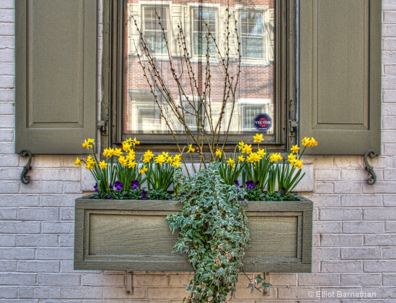 Window Boxes in Philly 2