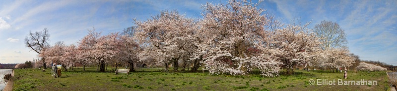 Cherry Blossoms Along the Schuylkill