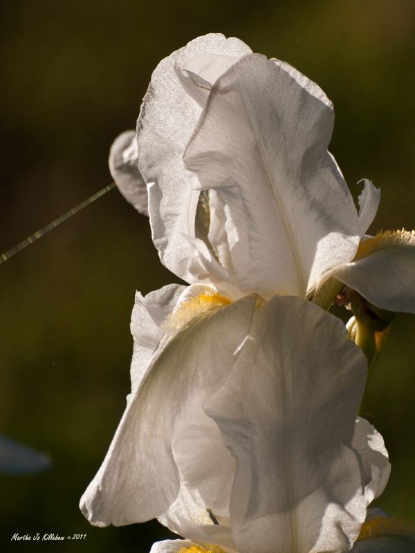 White Iris 2