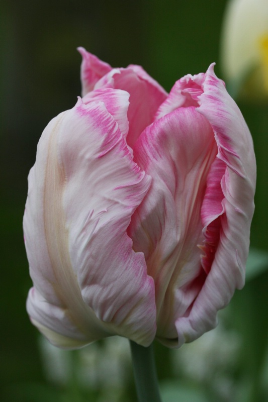 Dutch tulip