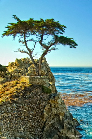 Cypress Tree - Monterey Ca