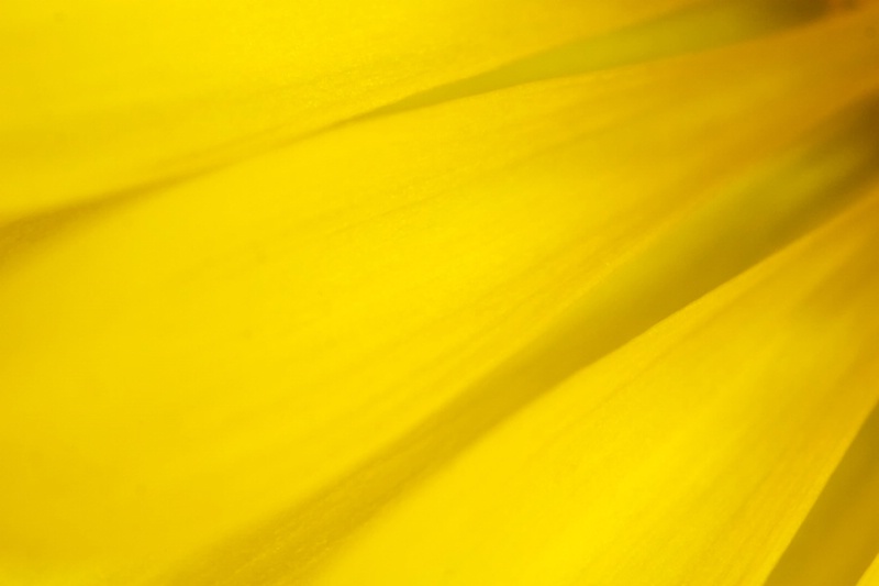 Yellow Flower Abstract