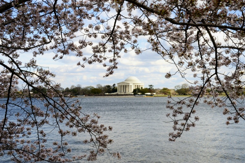 CHERRY BLOSSOM TIME IN DC