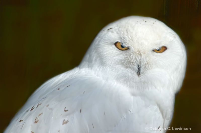 Snowy Owl - ID: 11626613 © Deborah C. Lewinson