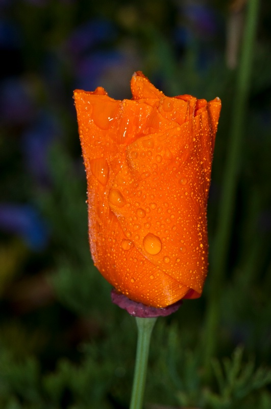 Wet Poppy