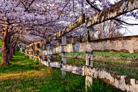 Cherry Blossom Surprise