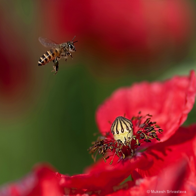 Honey Bee & Poppy Flower
