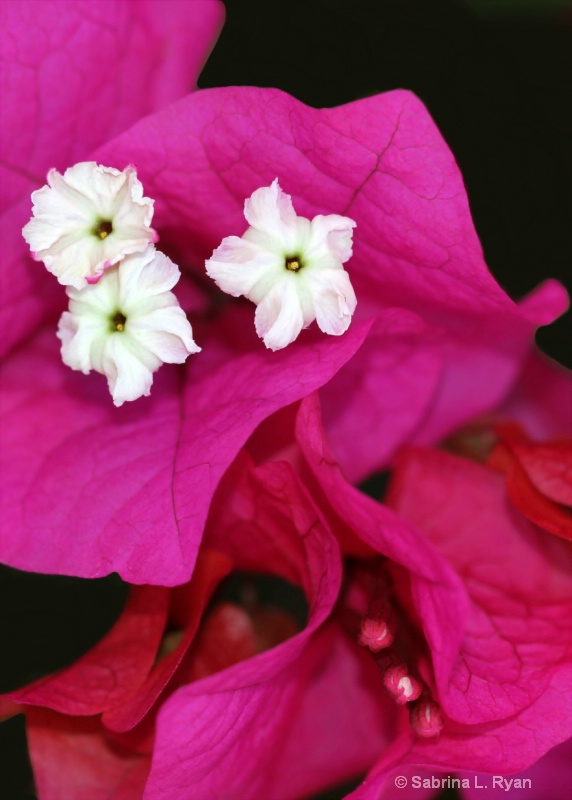 Tiny Bouganvillea