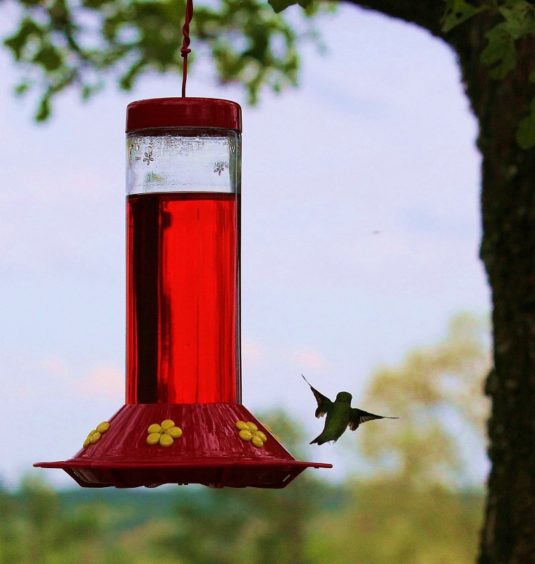 Hummingbird Flies Away