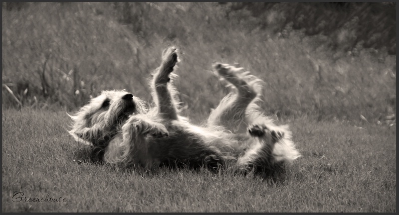 Happy Dancin' in the Sunlight