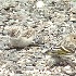 2Brewer's Sparrow with Pine Siskins - ID: 11633994 © John Tubbs