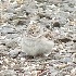 2Brewer's Sparrow in Yard - ID: 11633995 © John Tubbs