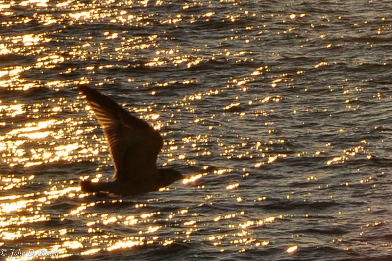 Autumn Gull at Warren Dunes - ID: 11634124 © John D. Roach