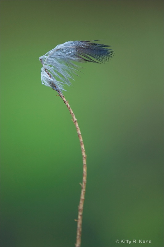 Elegant Twig with Feathered Cap