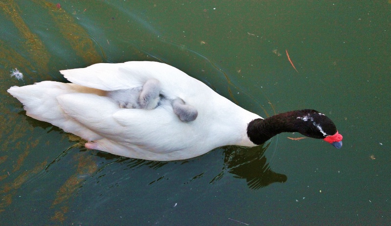 Mama's Swan Babies 