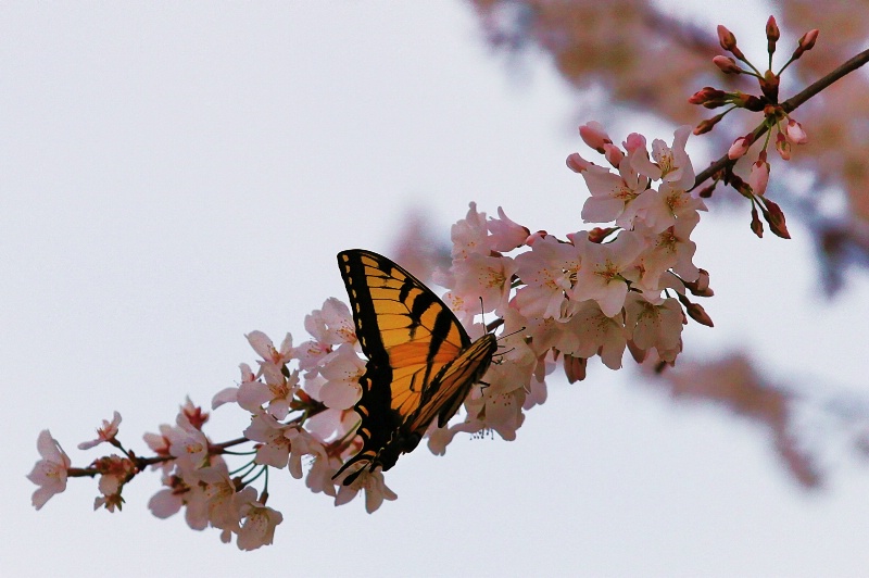 Butterfly in the Cherry Blossoms