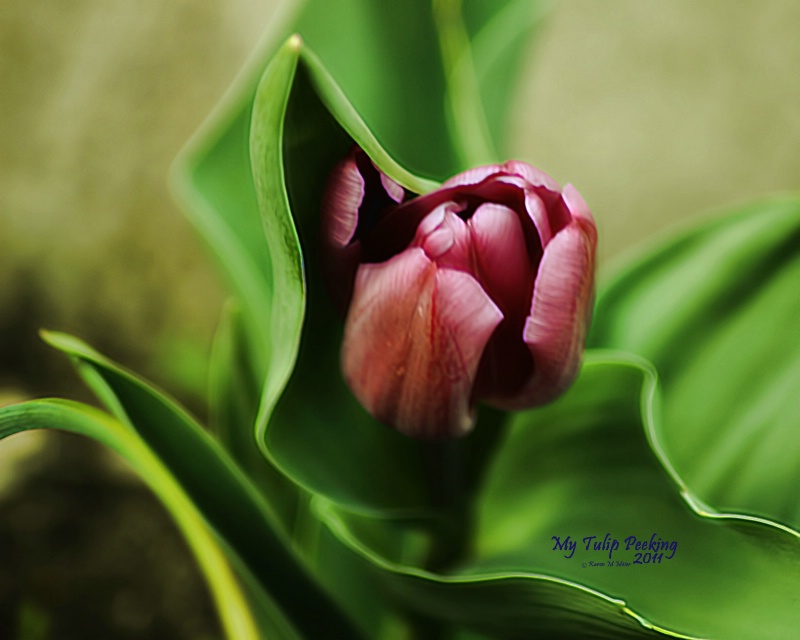 My Tulip Peeking