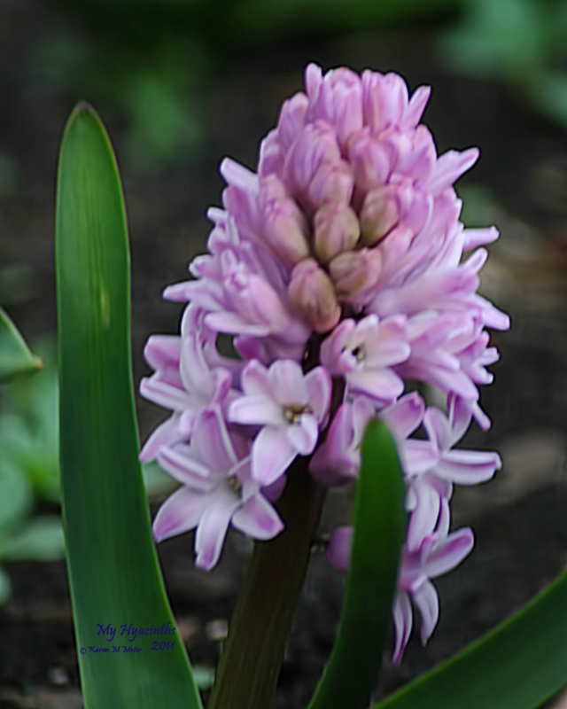 My Hyacinth
