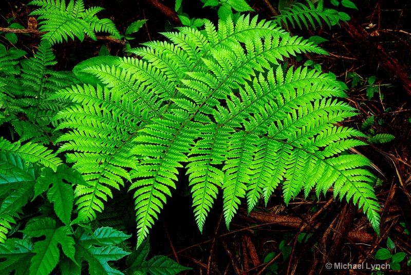 A Fern in the Forest 