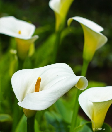 Graceful Callas