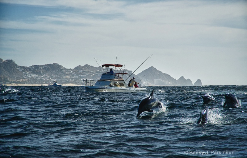 Fishing with Dolphins