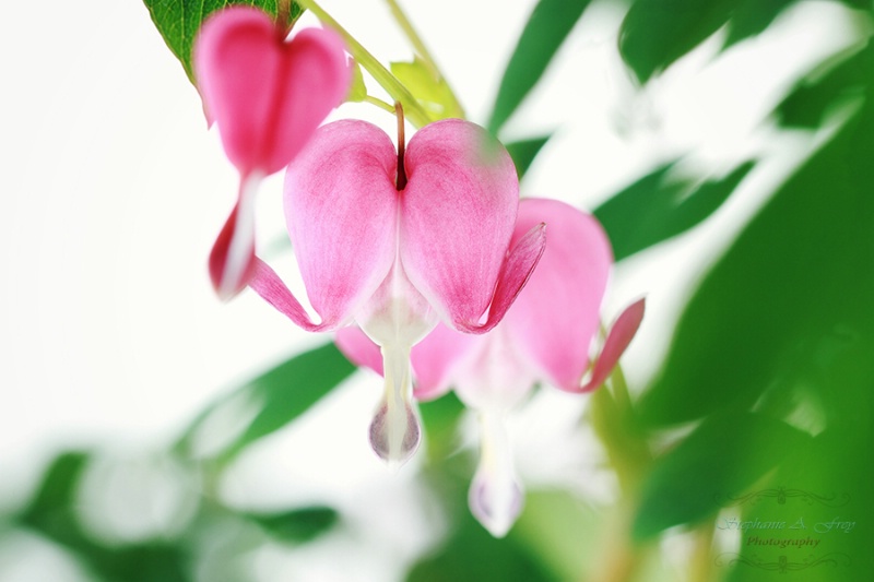 Bleeding Hearts