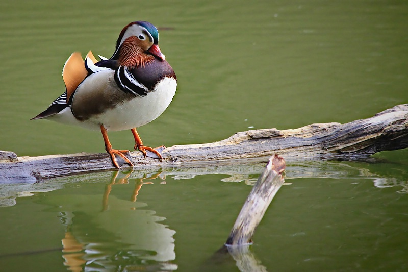 Mandarin Duck