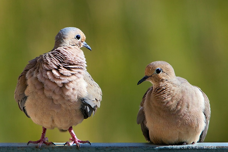 Lovely Couple