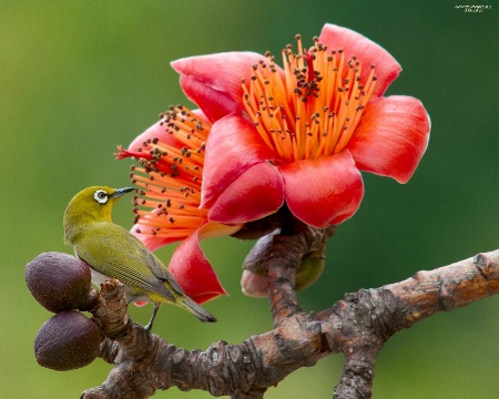 Spring Kapok and little green bird