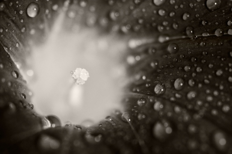 Flower with drops