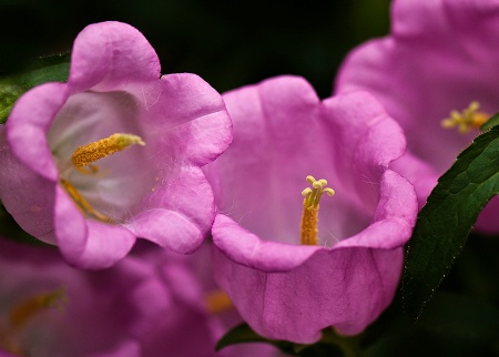 Pink Bells