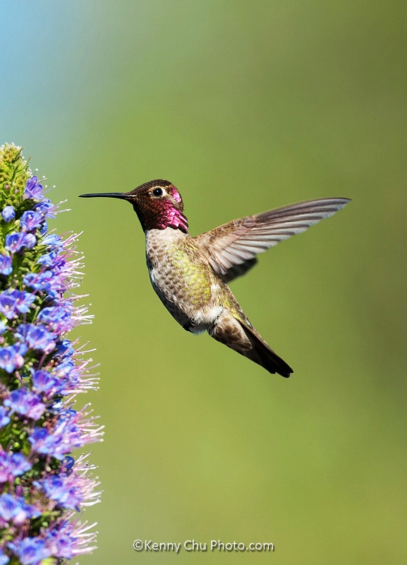 Humming Bird