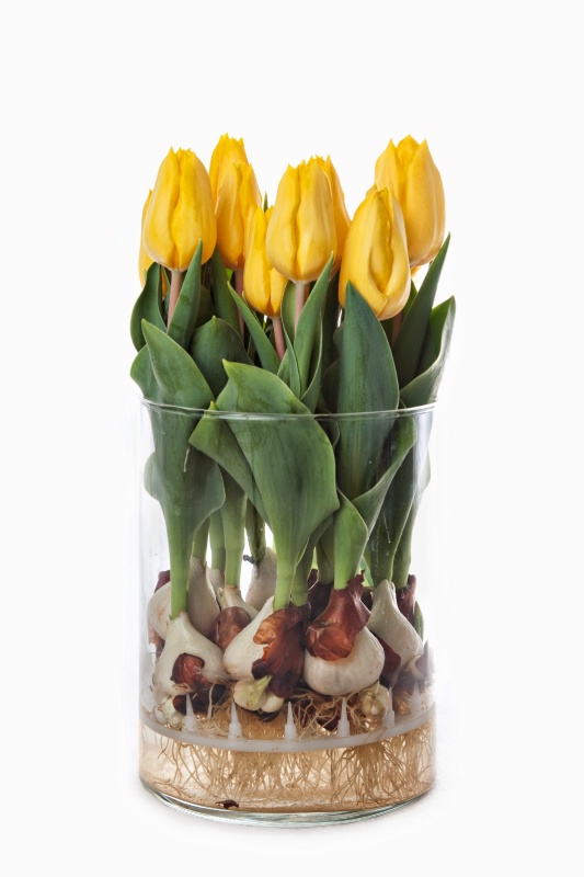 Yellow Tulips