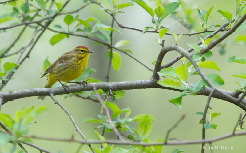 Yellow Warbler with Brown Cap