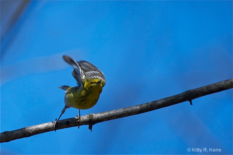 Yellow Warbler with Heavy Feet