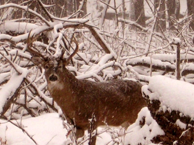 Buck in Snowstorm