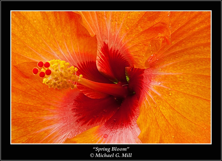 Spring Bloom