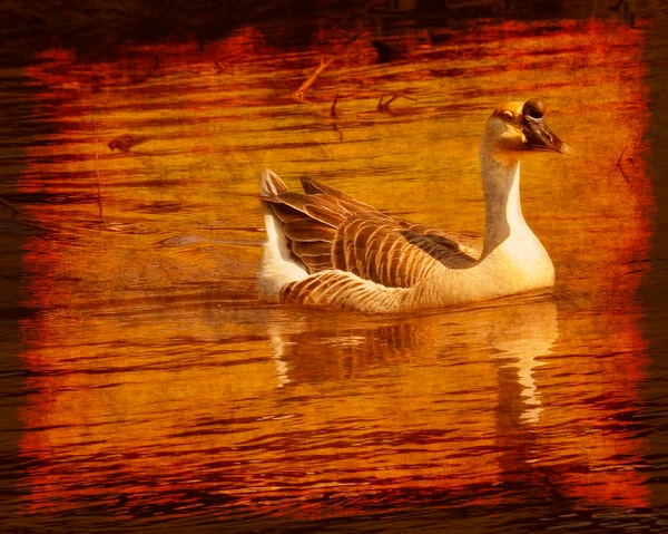 Grungy Goose