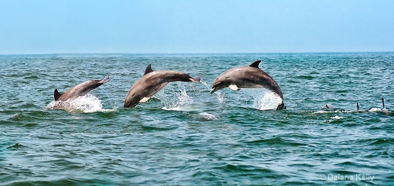 Dolphin Showing Off