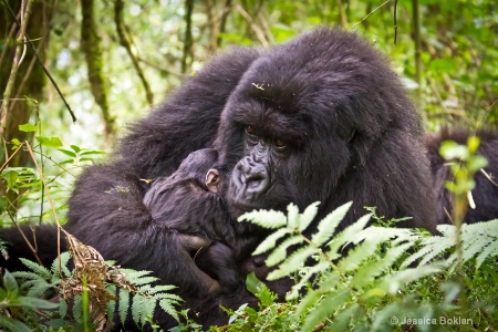 Munezero with 10 day-old newborn [Agashya family]