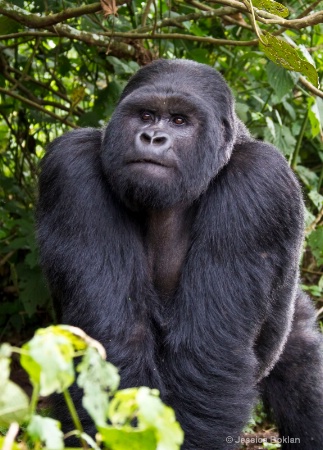 Silverback  [Kwitonda family]