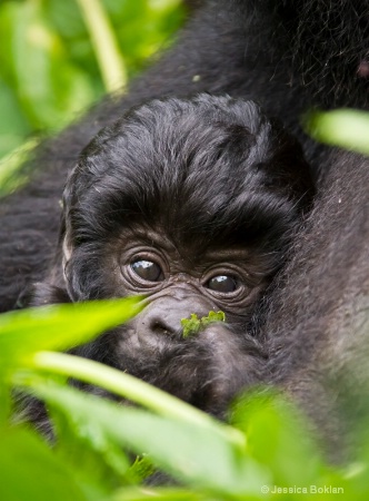13 day-old newborn gorilla  [Kwitonda family]