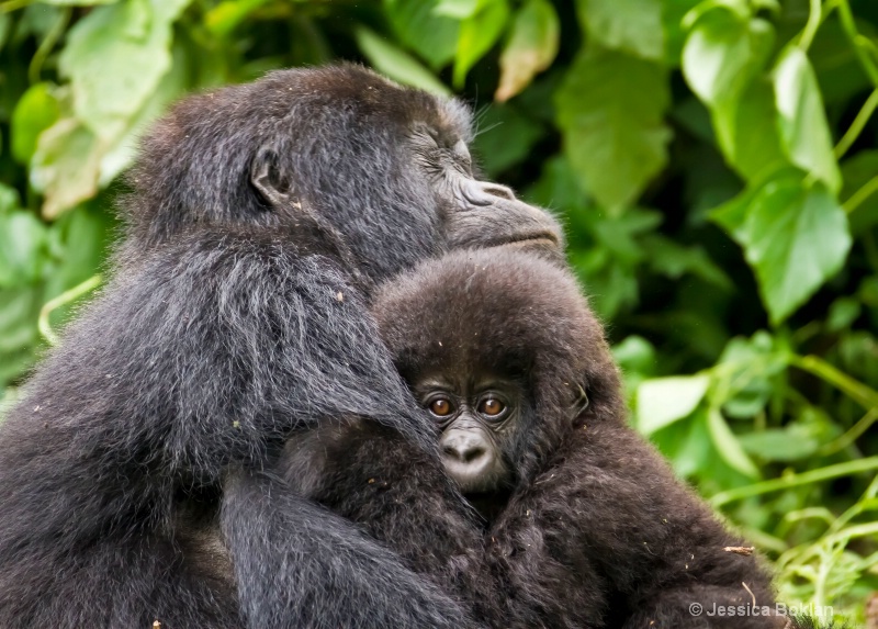 Mother with Infant  [Kwitonda family]