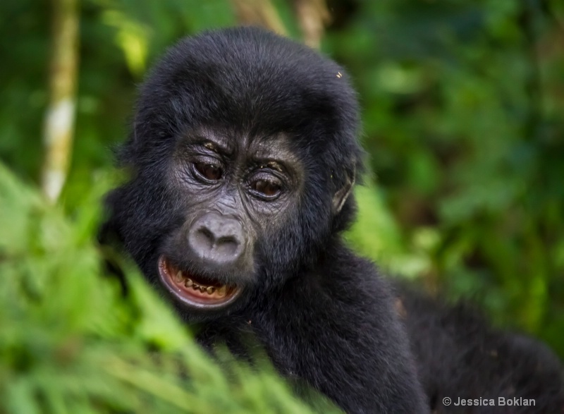 Young gorilla  [Habinyanja family] - ID: 11647536 © Jessica Boklan